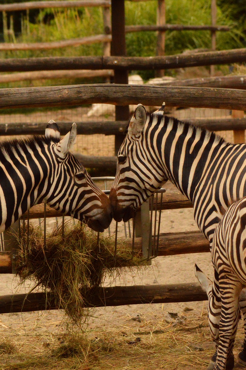 zebra a couple of endearment free photo