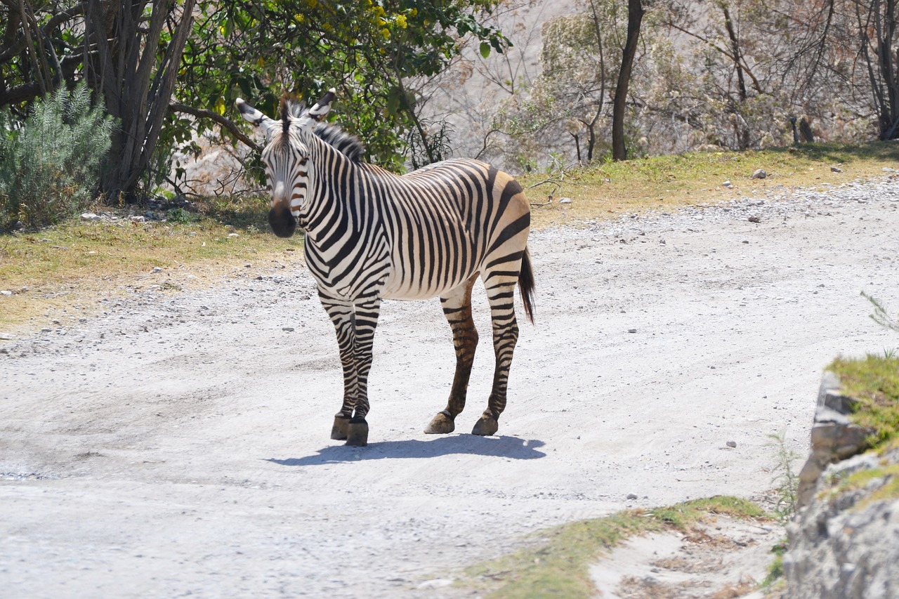 zebra zoo white free photo