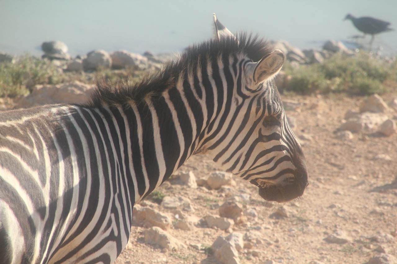 zebra zoo animal free photo