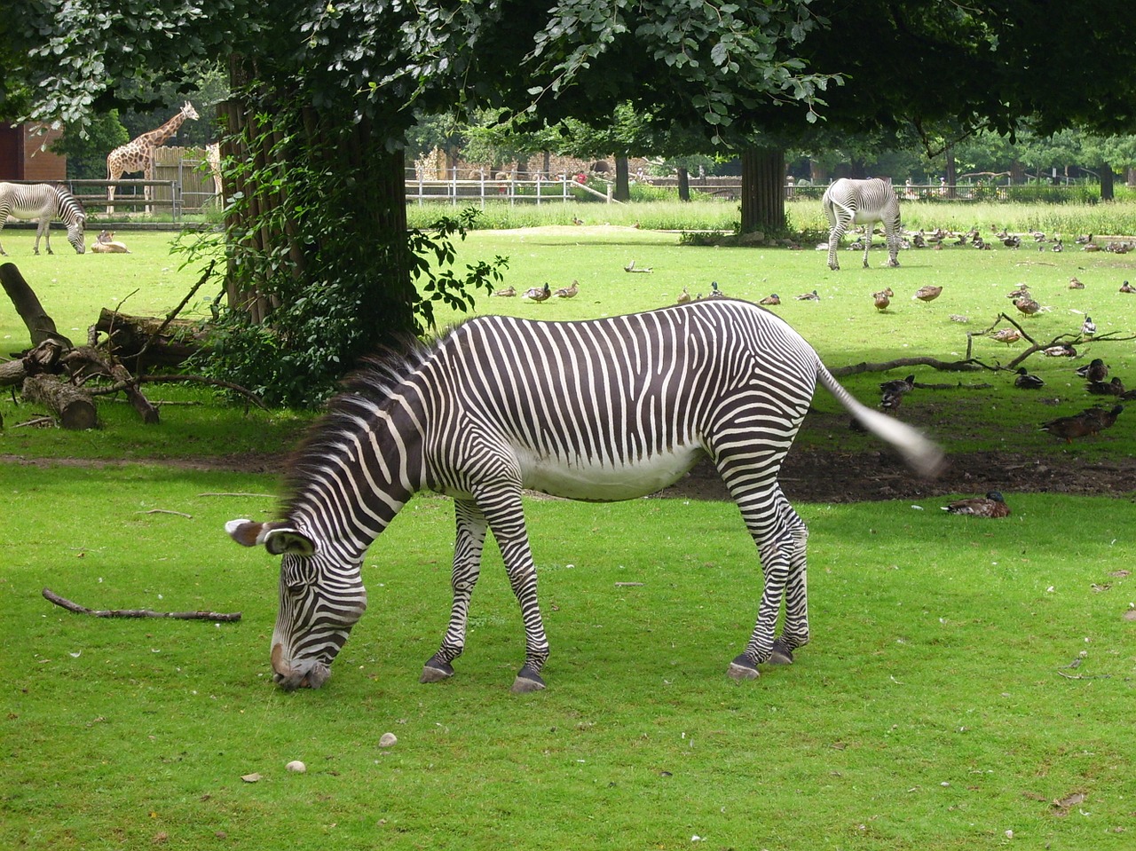 zebra animal striped free photo