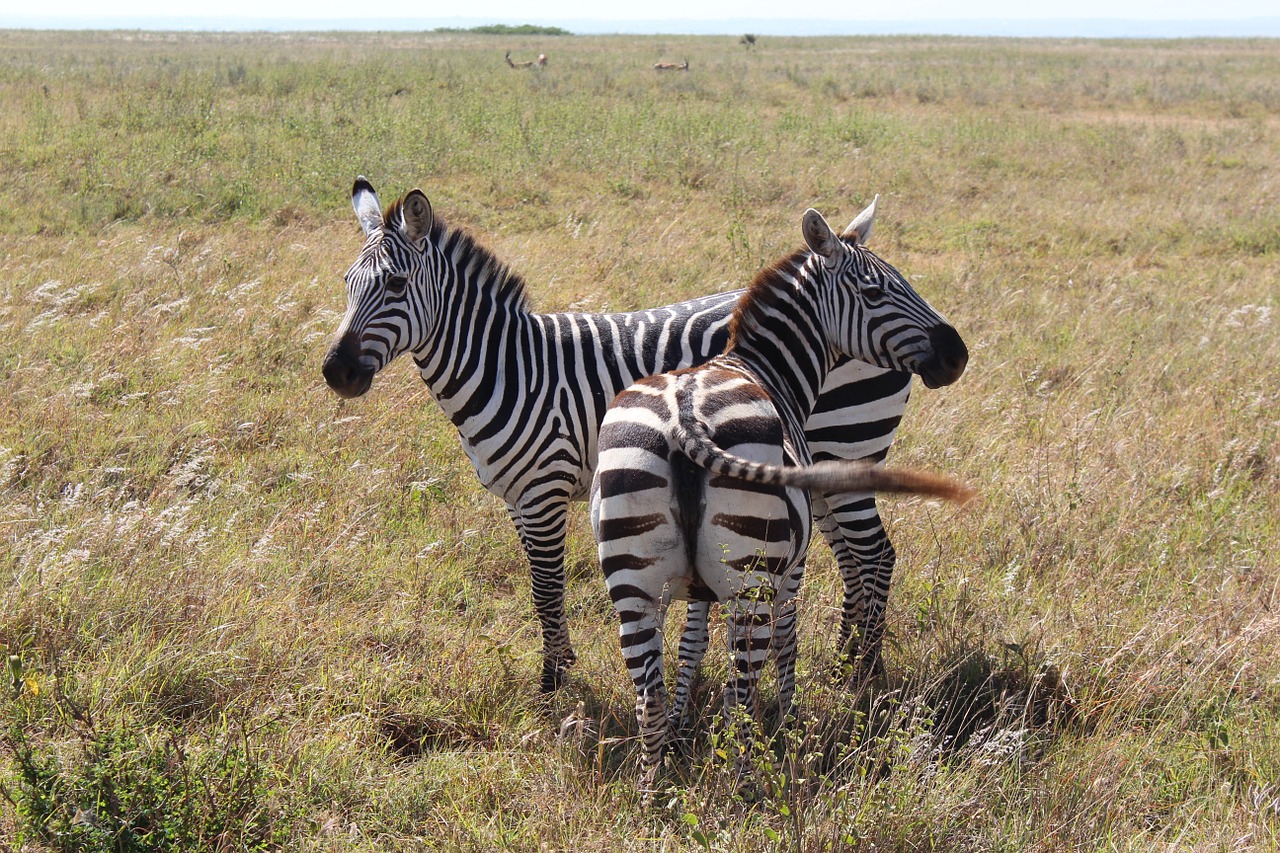 zebra zebras two free photo