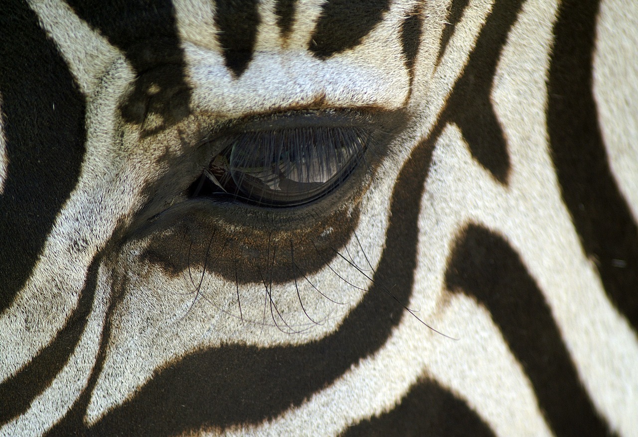 zebra macro black and white free photo