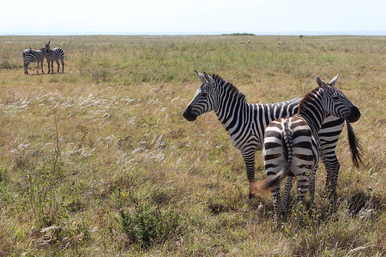 zebra savannah nairobi national park free photo