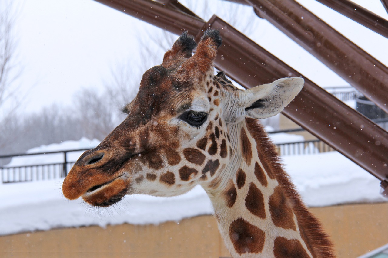 giraffe winter cold free photo