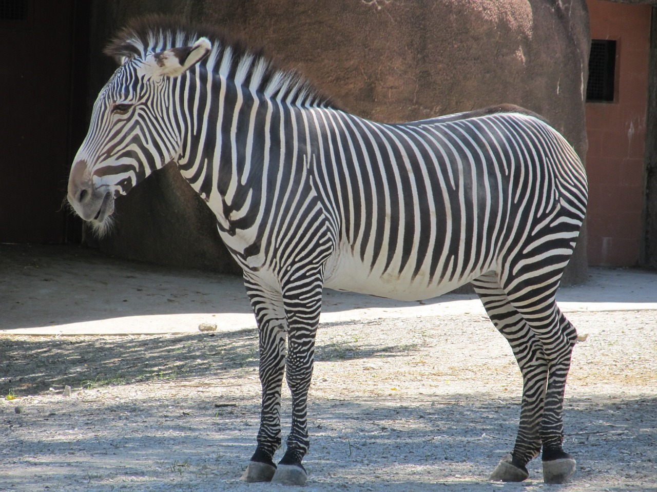 zebra zoo nature free photo