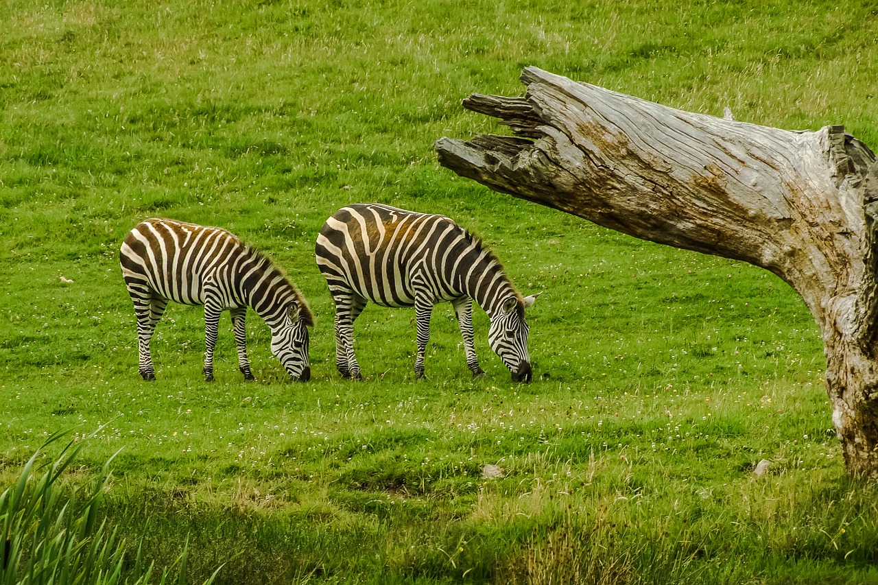 zebra animal nature free photo