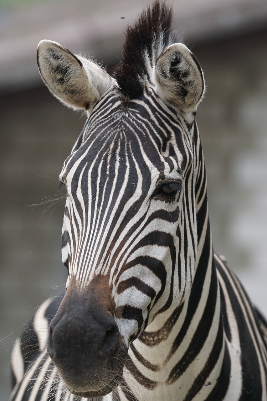 zebra africa striped free photo