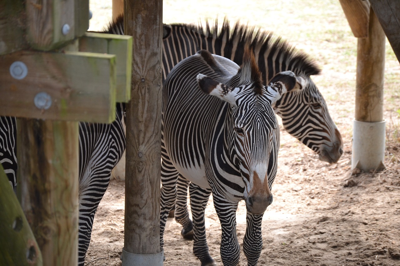 zebra africa vacancy free photo