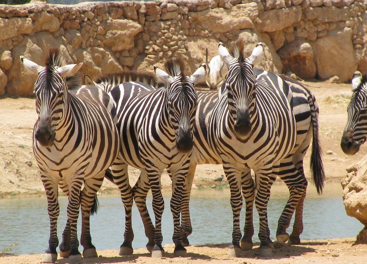 zebra front animal free photo