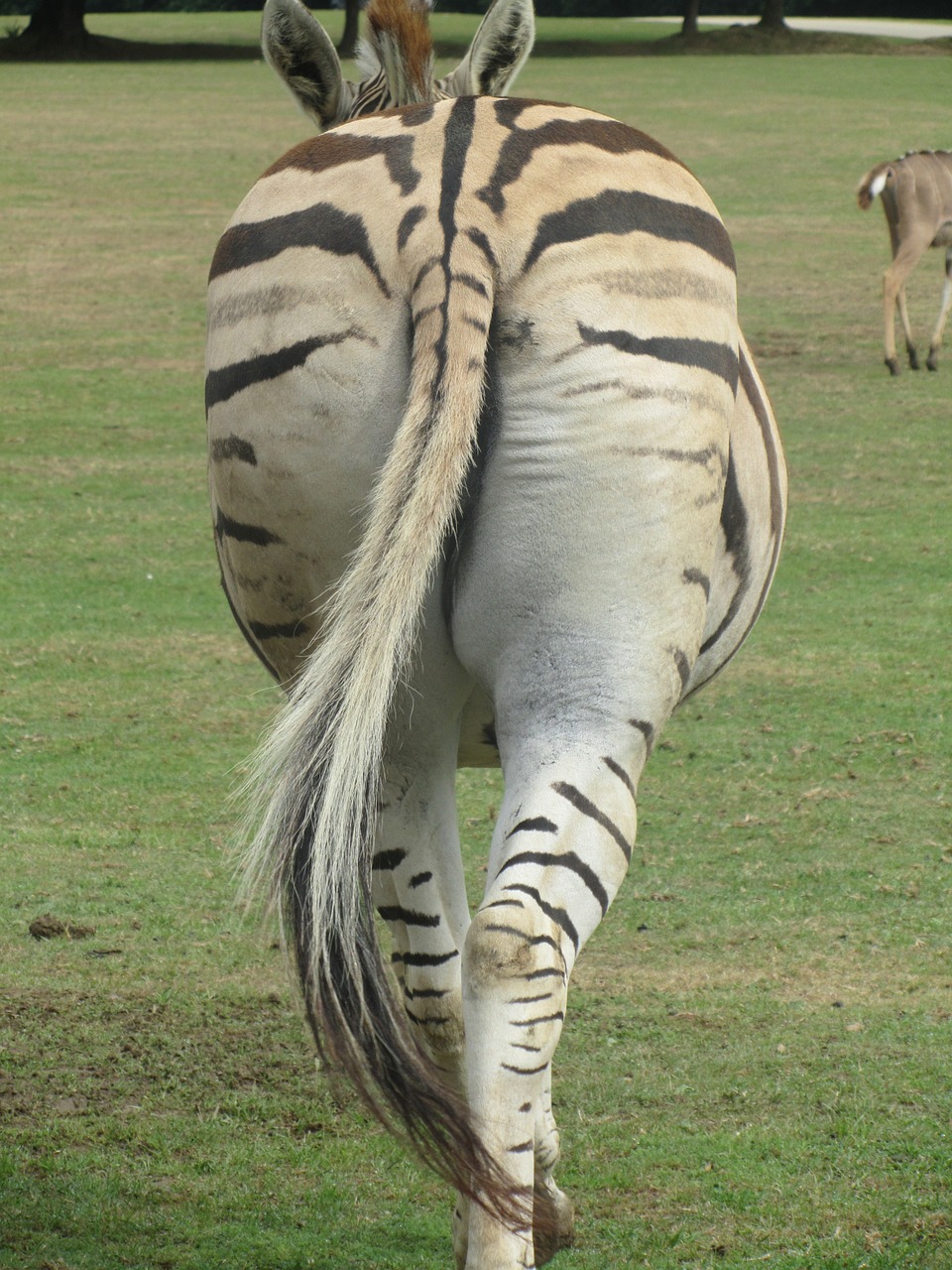 zebra behind tail free photo