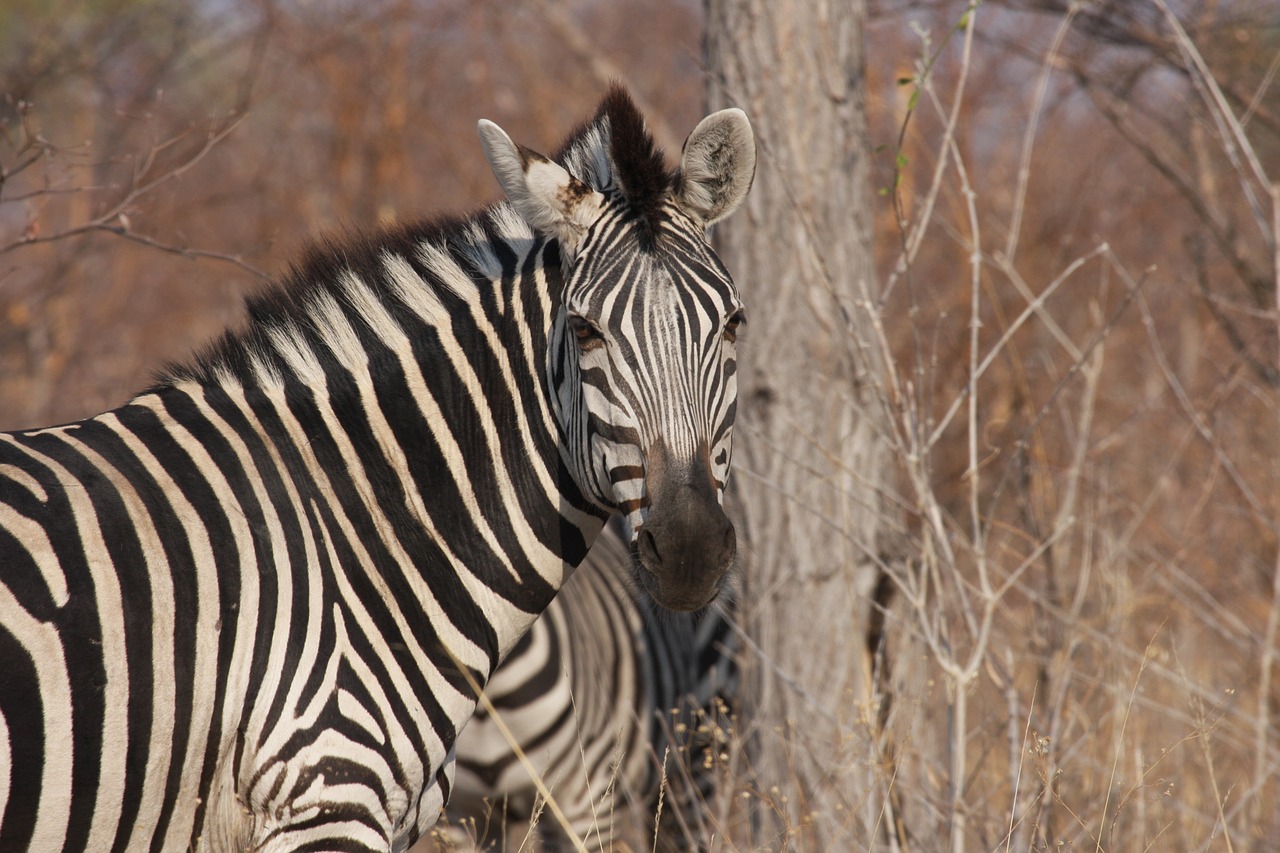 zebra africa wild free photo
