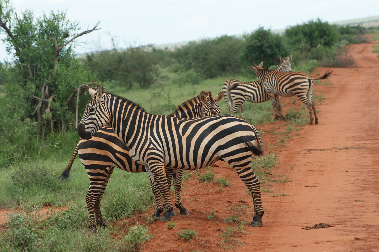 Zebras,animal,africa,wild,nature - free image from needpix.com