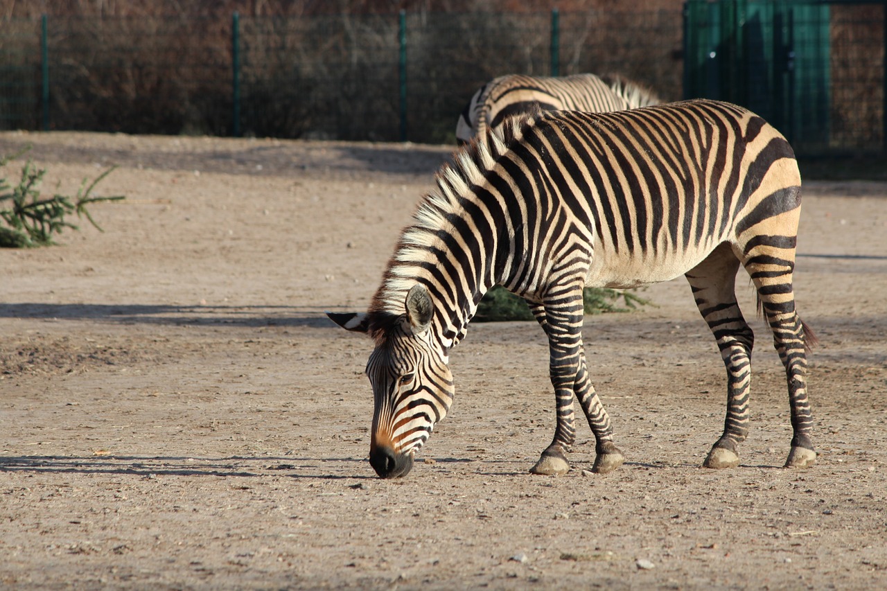 zebra animal zoo free photo