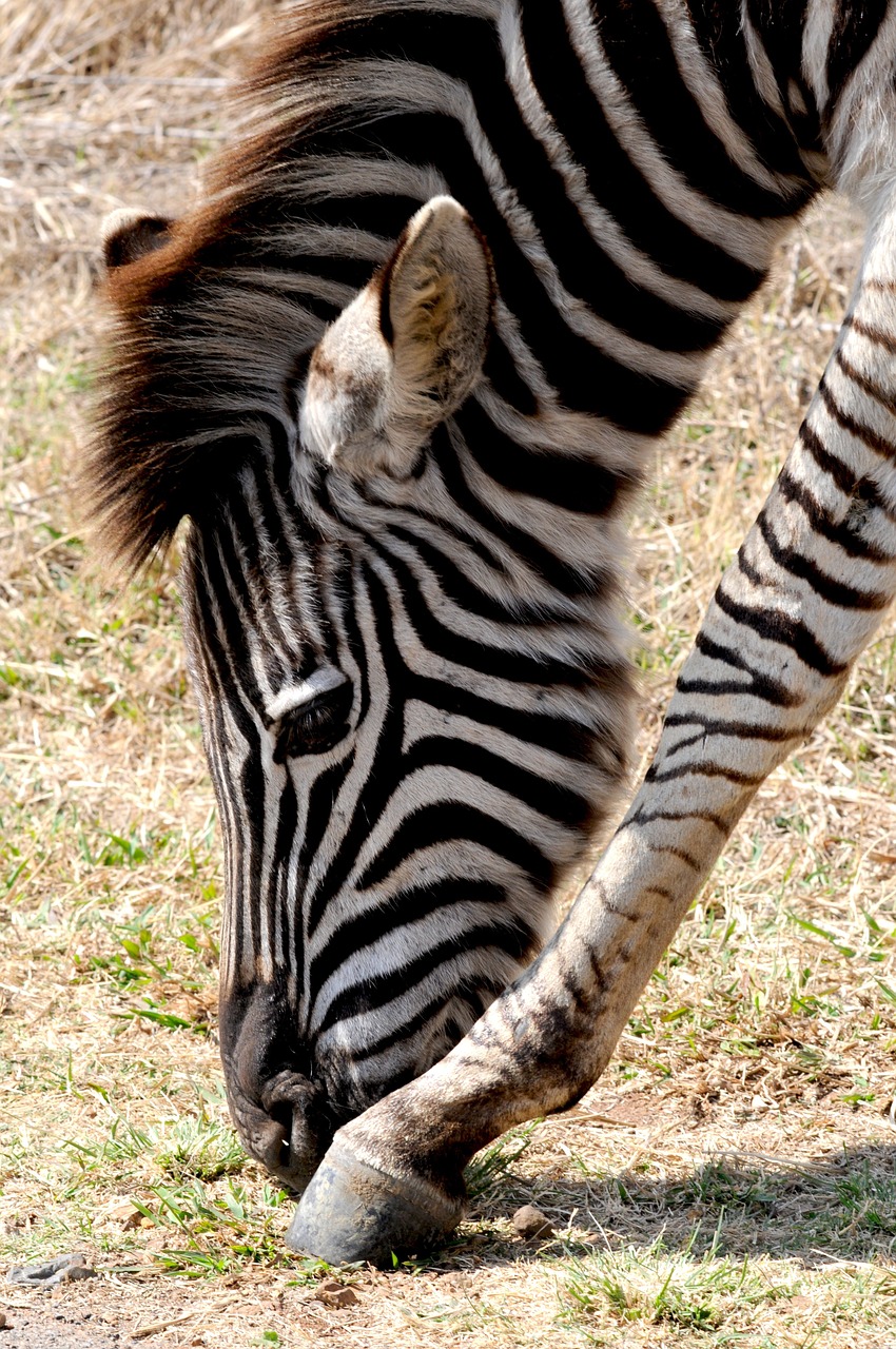 zebra wild animal africa free photo
