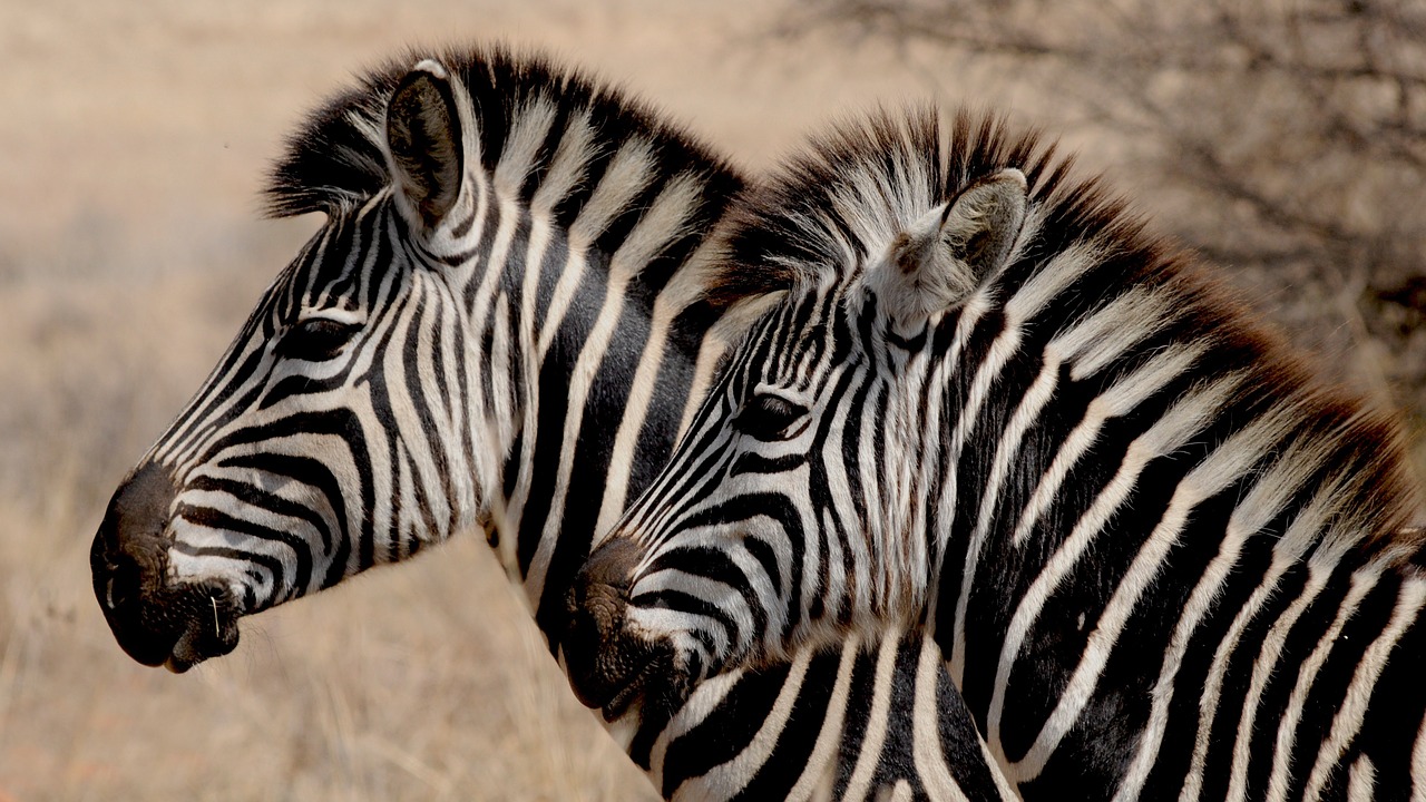 zebra wild animal africa free photo