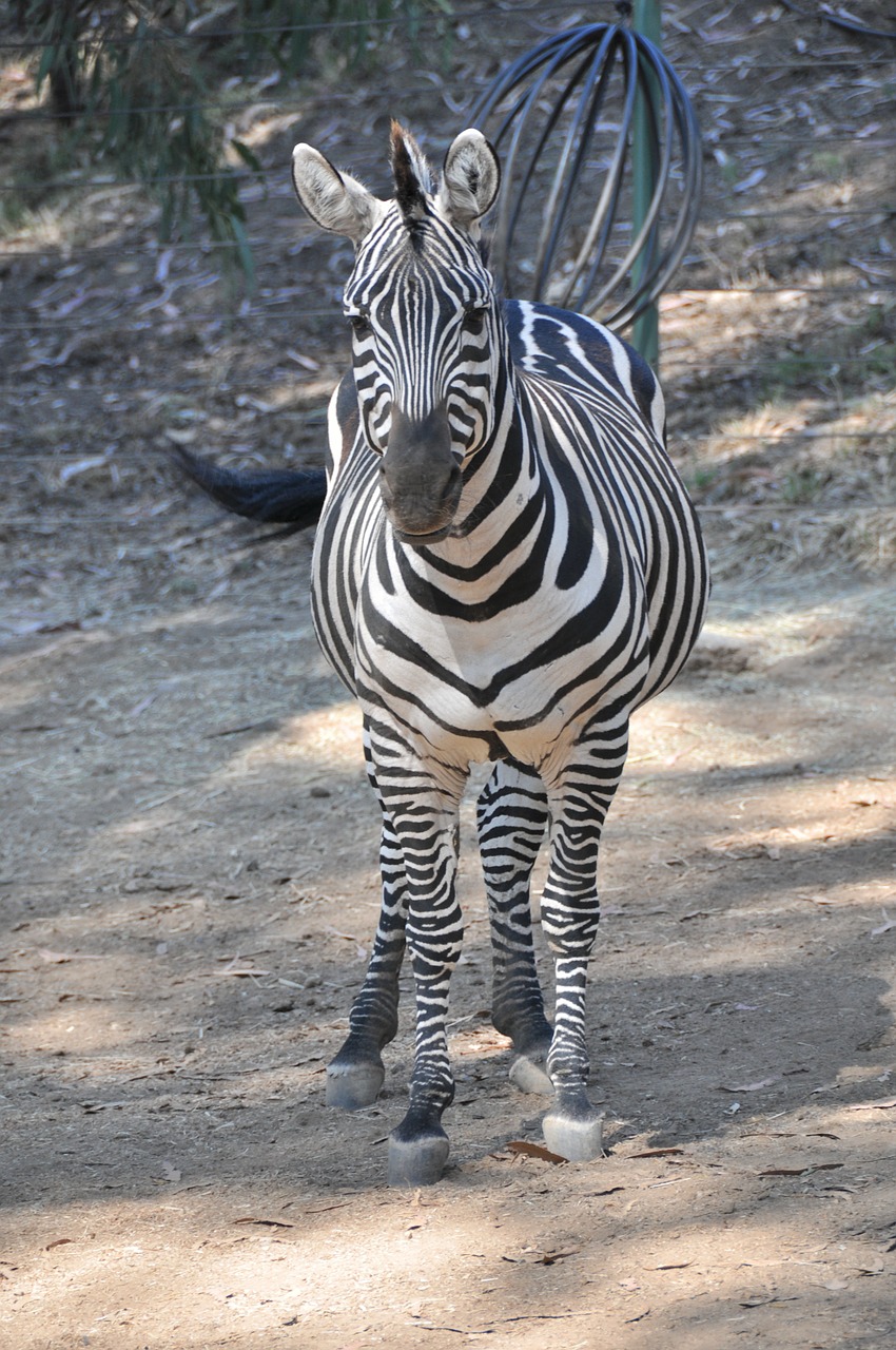 zebra black white zebra stripes free photo