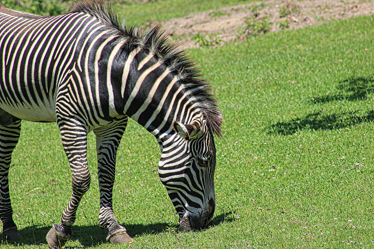 zebra zoo animal free photo
