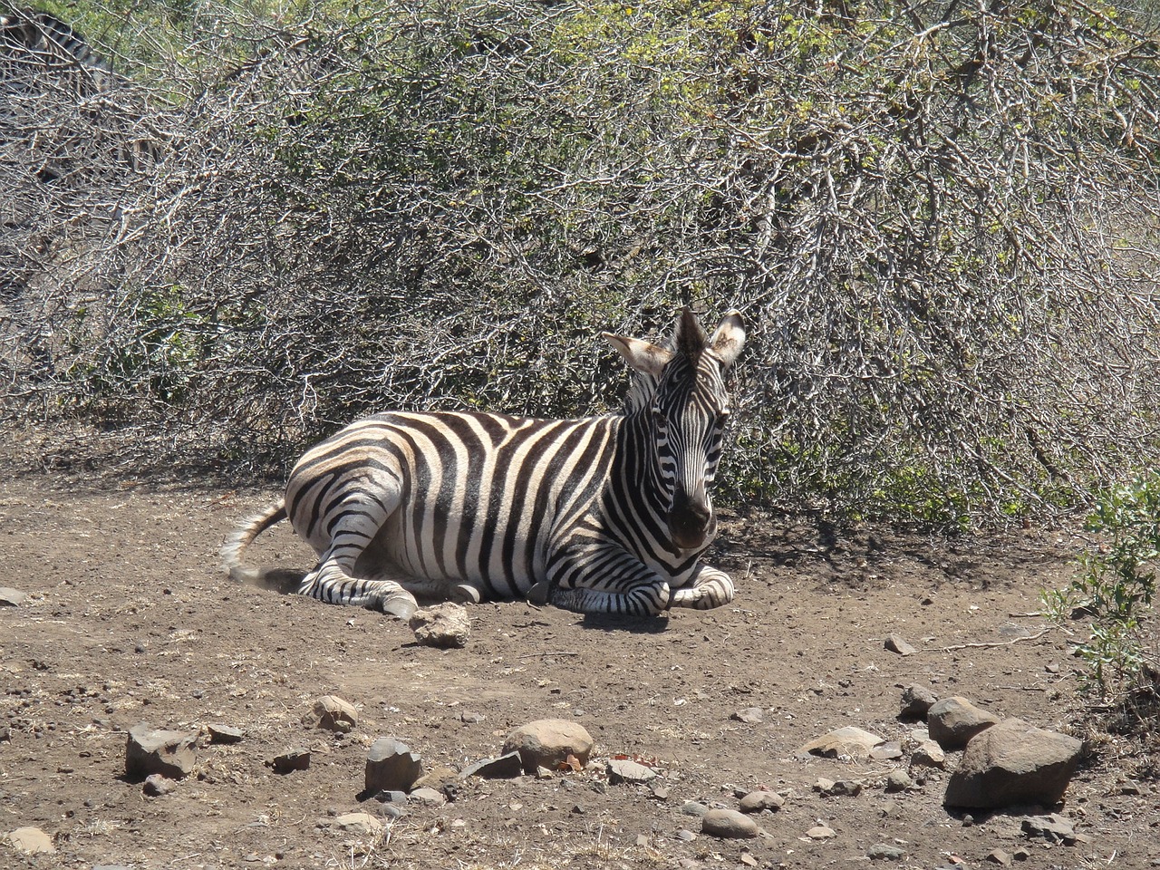 zebra africa wild animal free photo