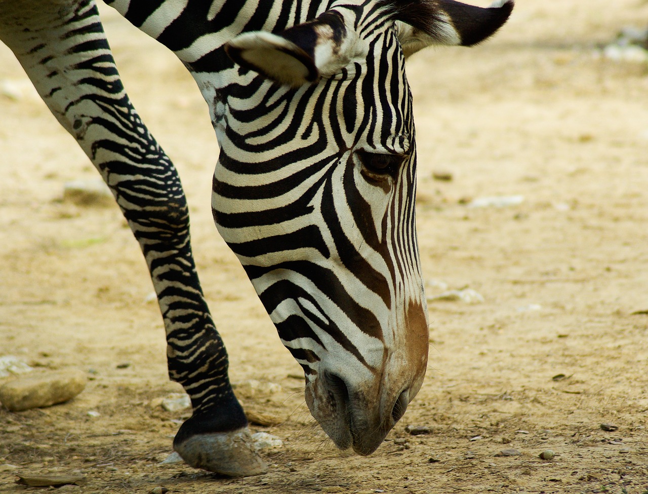 zebra zoo africa free photo