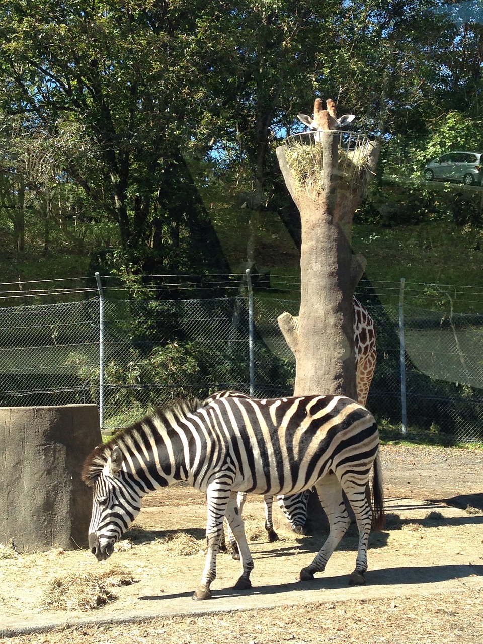 zebra animal green free photo