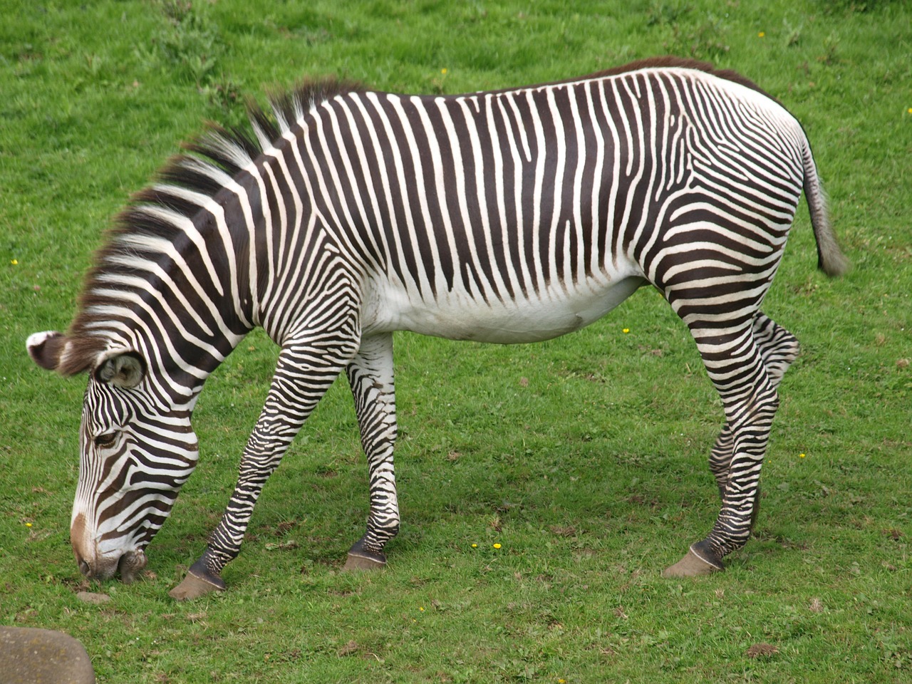 zebra zoo black and white striped free photo