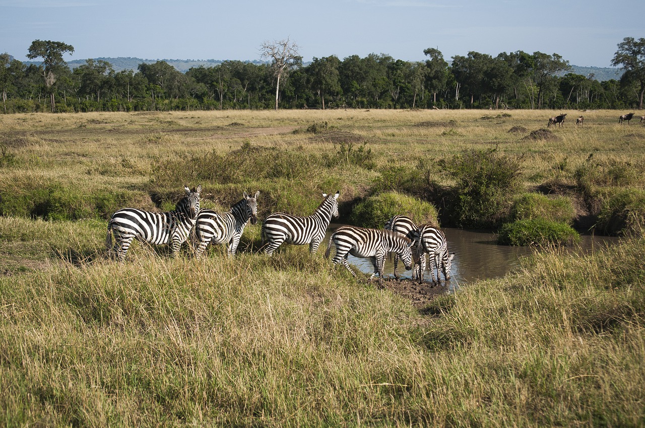 zebra mammal wildlife free photo