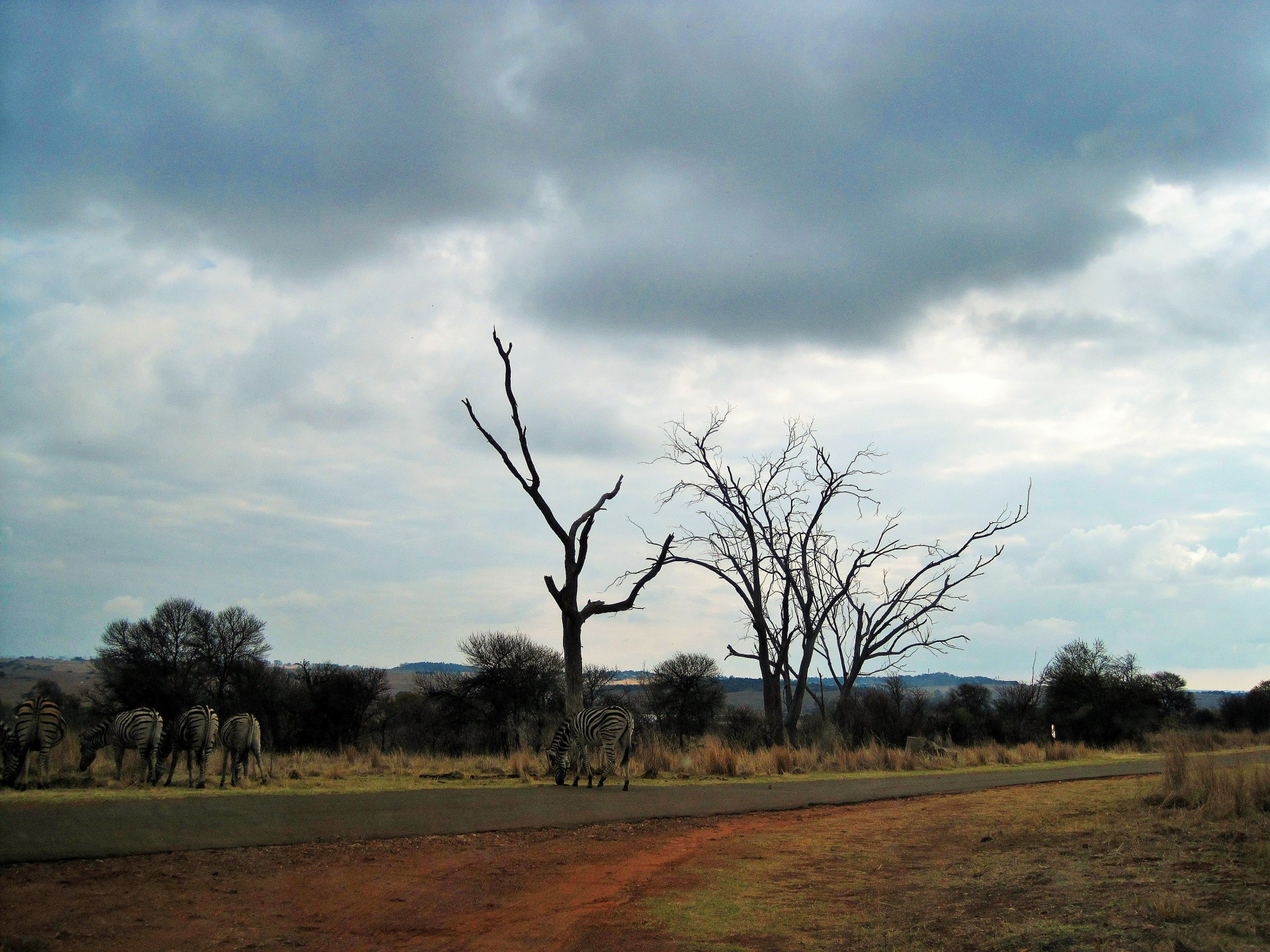 trees dry veld free photo