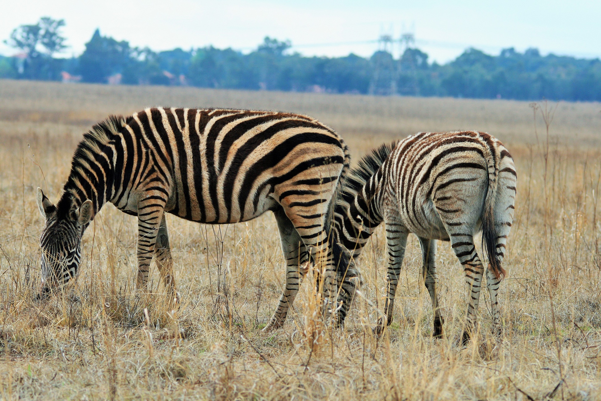 game wild zebra free photo