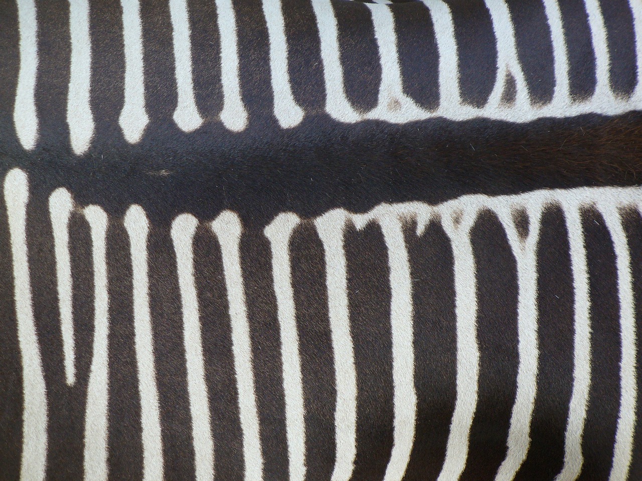 zebra back zebra animal free photo