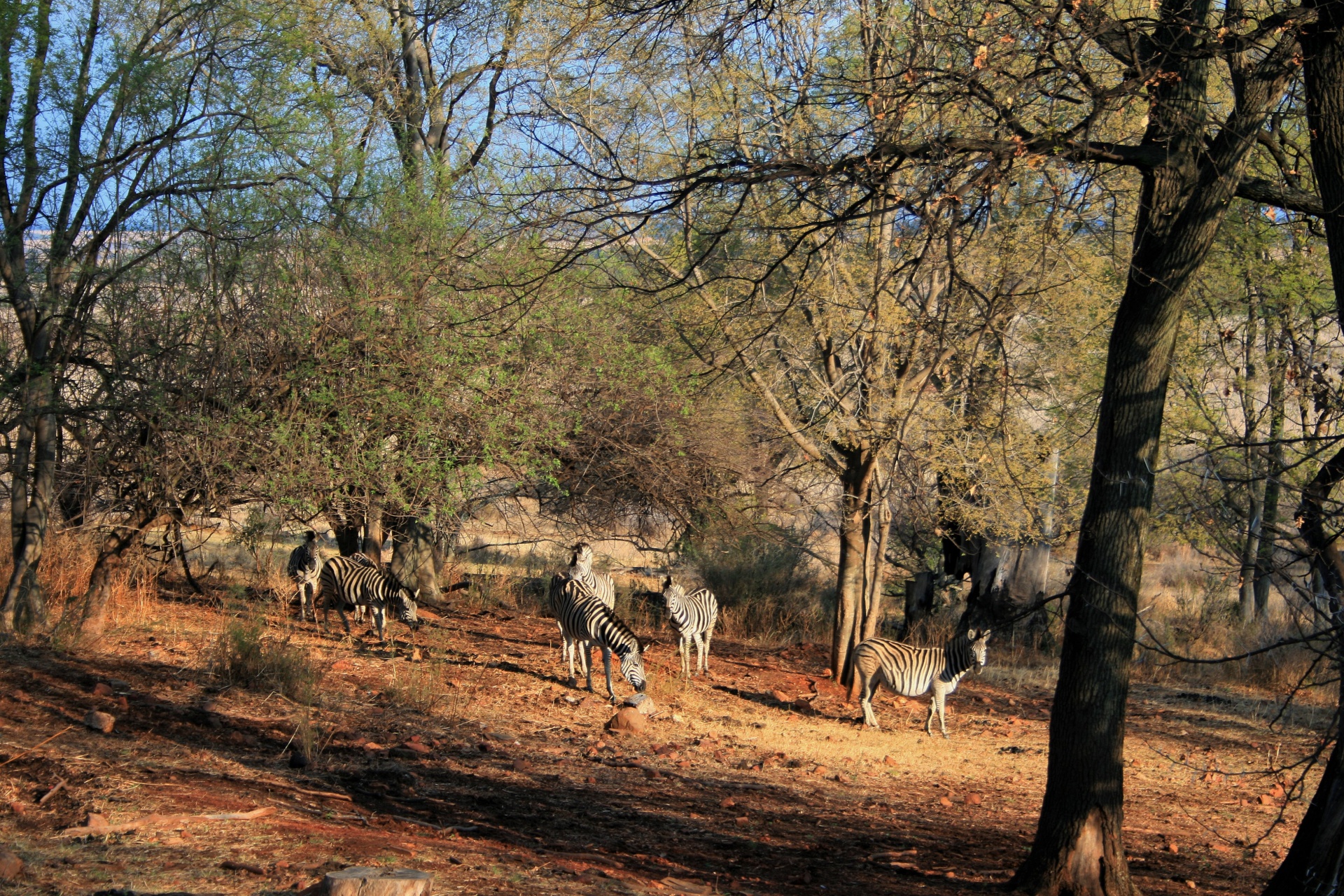 trees bush animals free photo