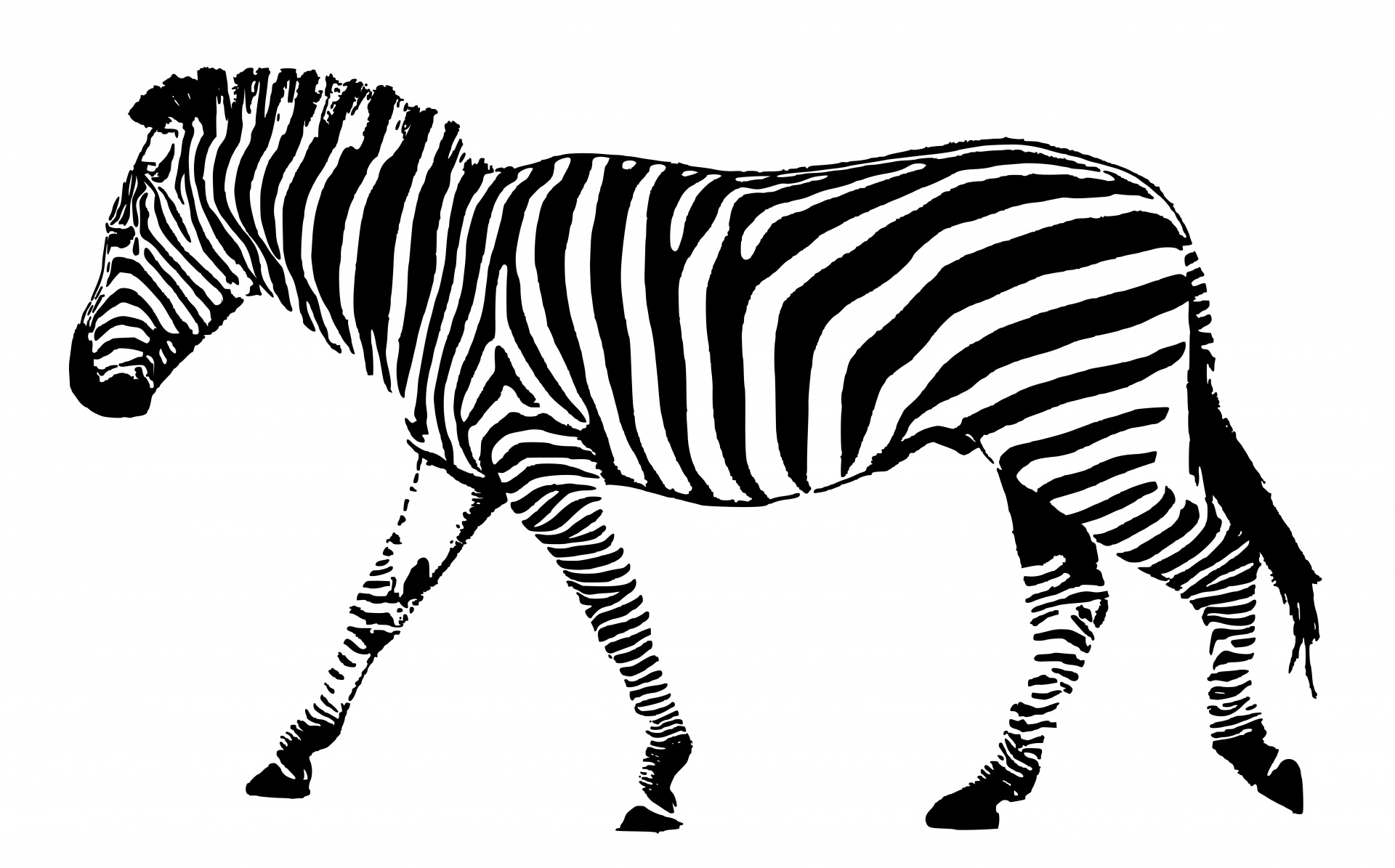 Zebra Animal Illustration Black White Free Image From Needpix Com