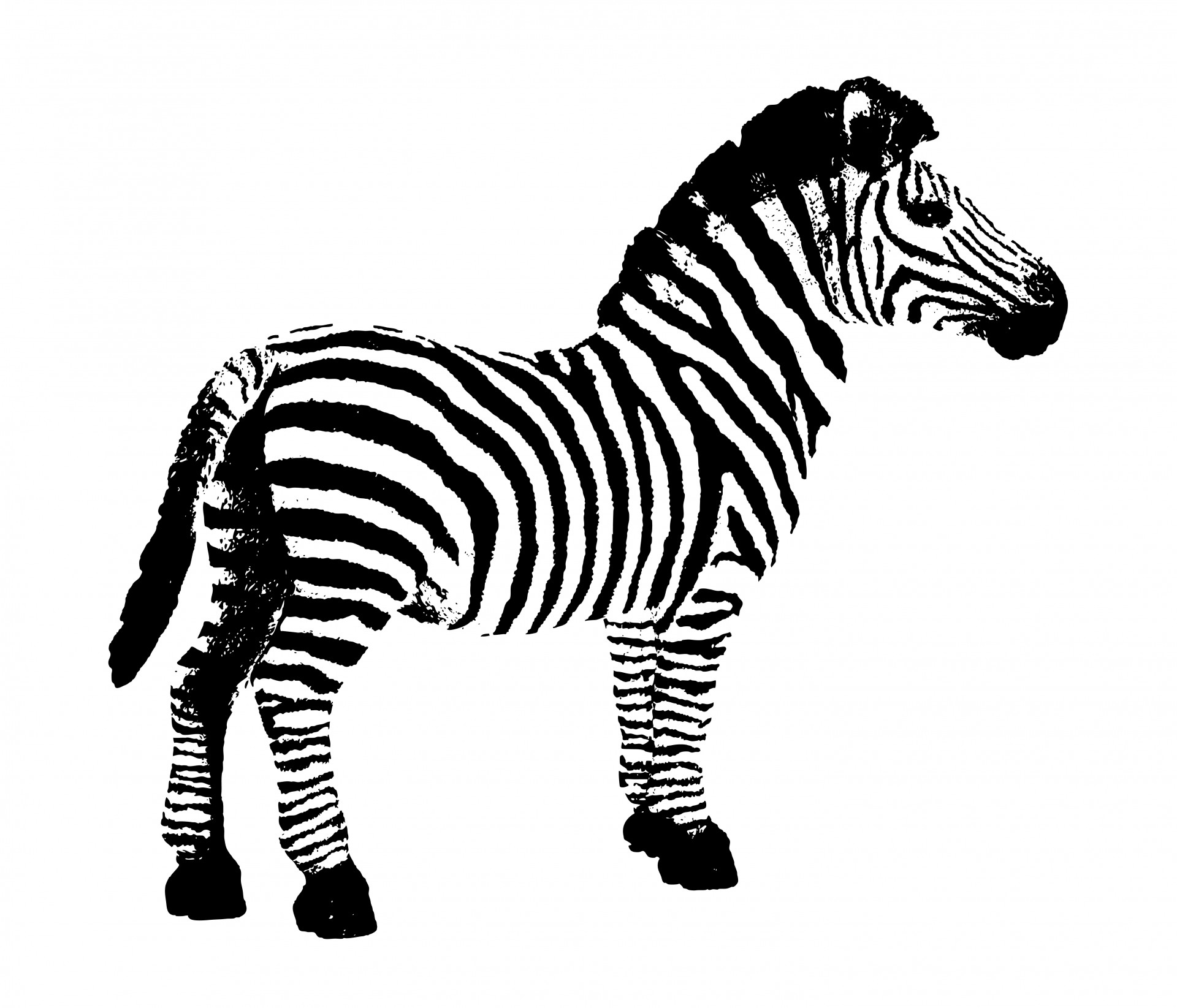 zebra animal black free photo
