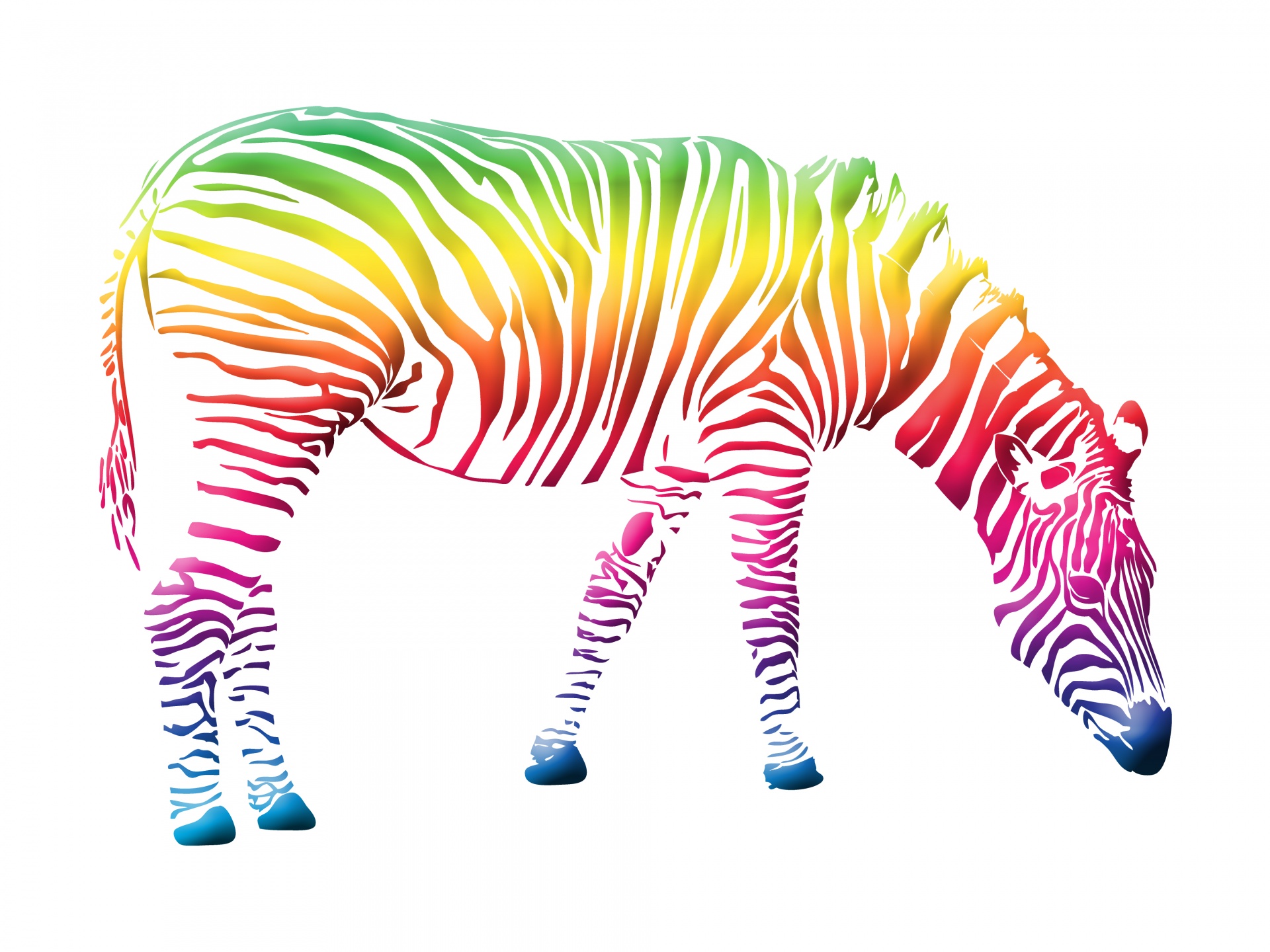 zebra colorful colourful free photo