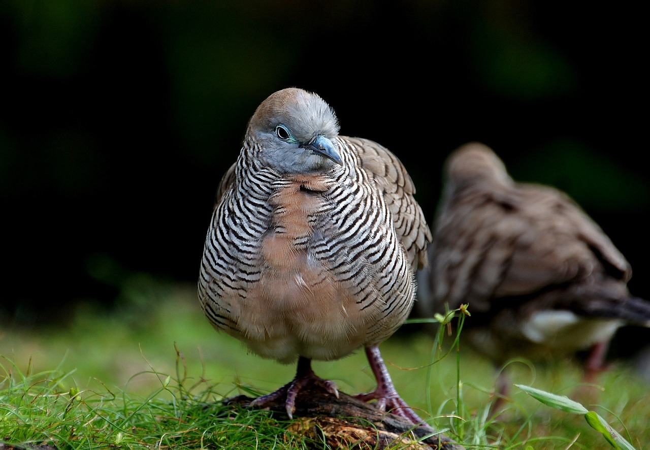 zebra dove bird wildlife free photo