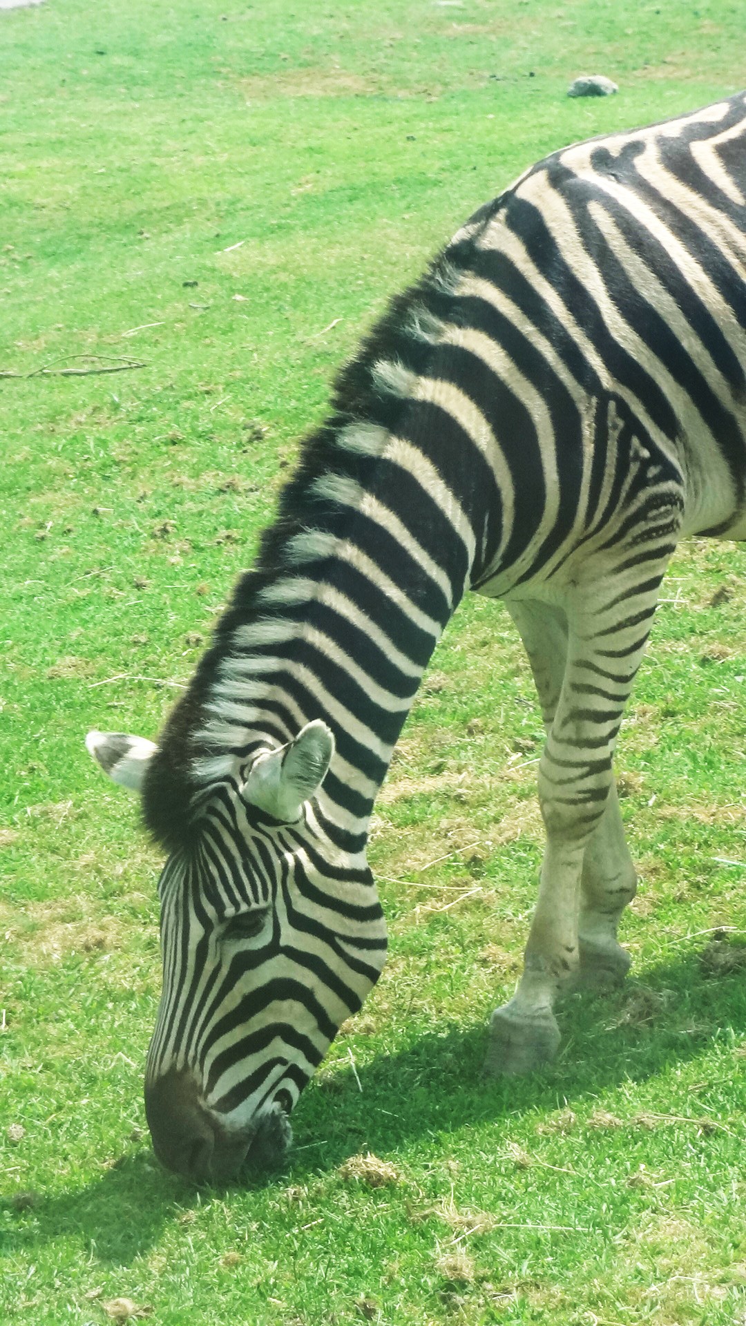 zebra close-up eating free photo