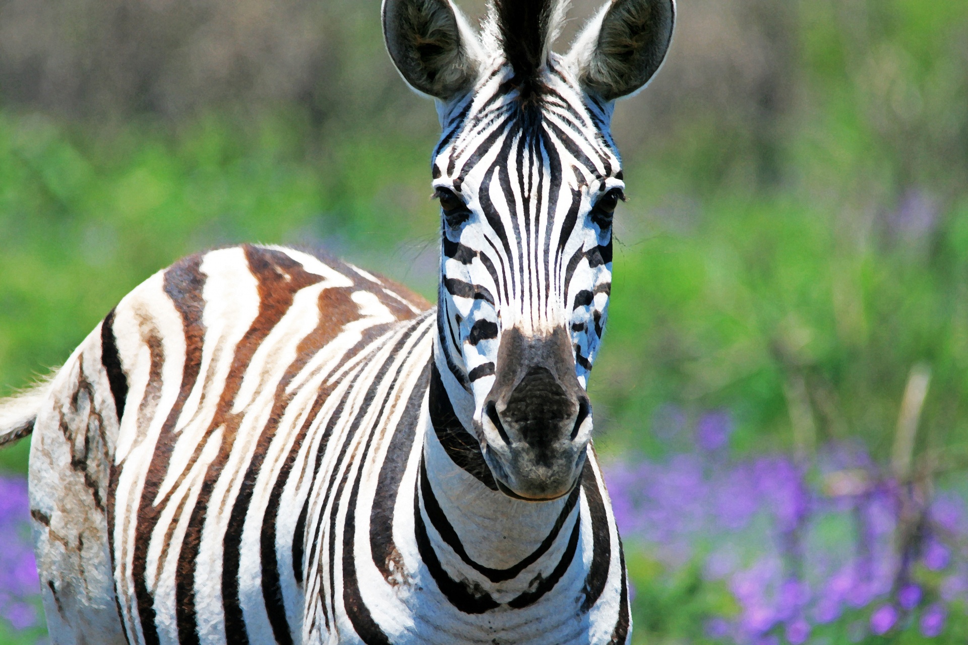 animal game zebra free photo