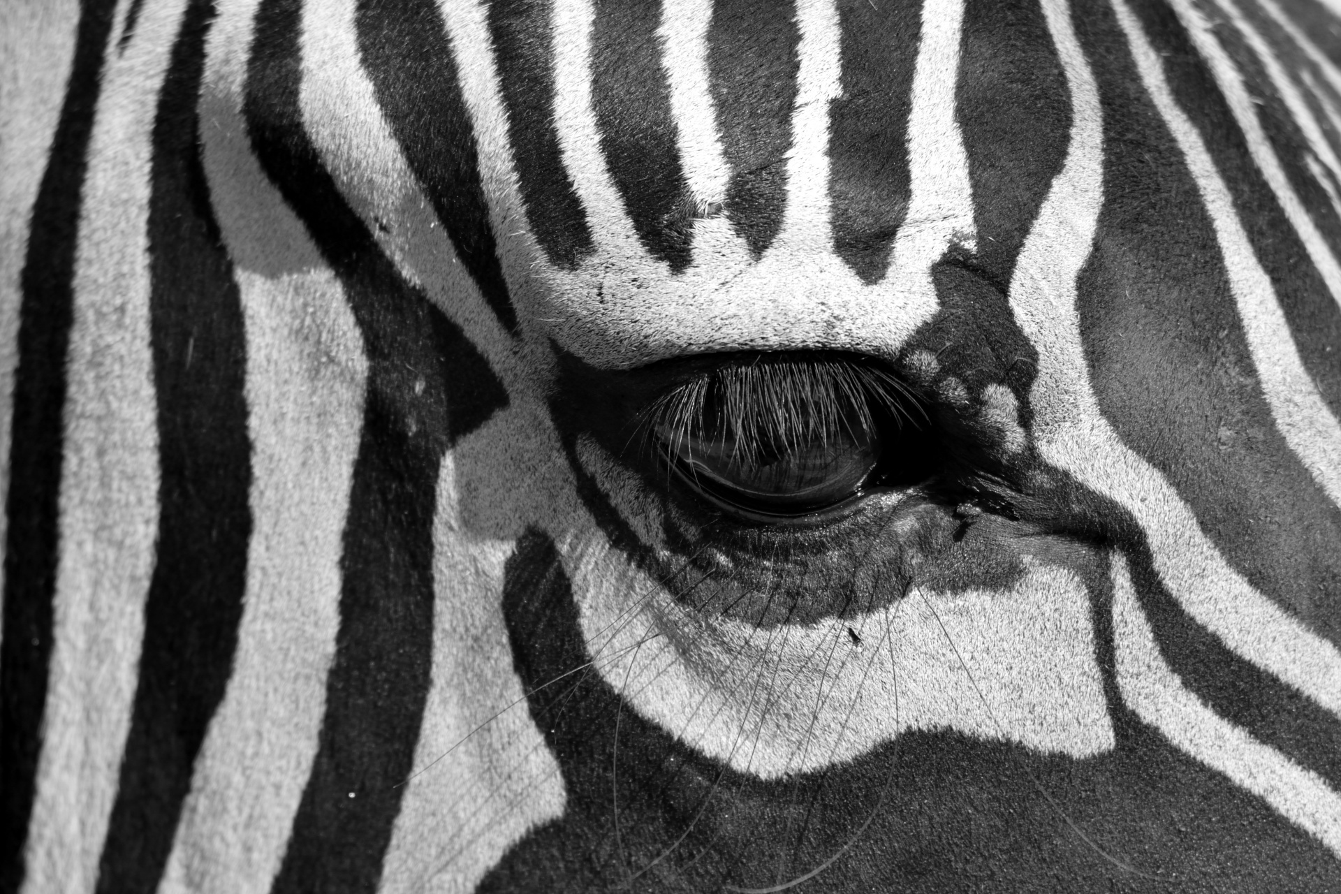 zebra animal wildlife free photo