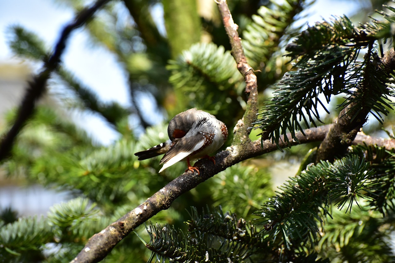 zebra finch little bird feather free photo