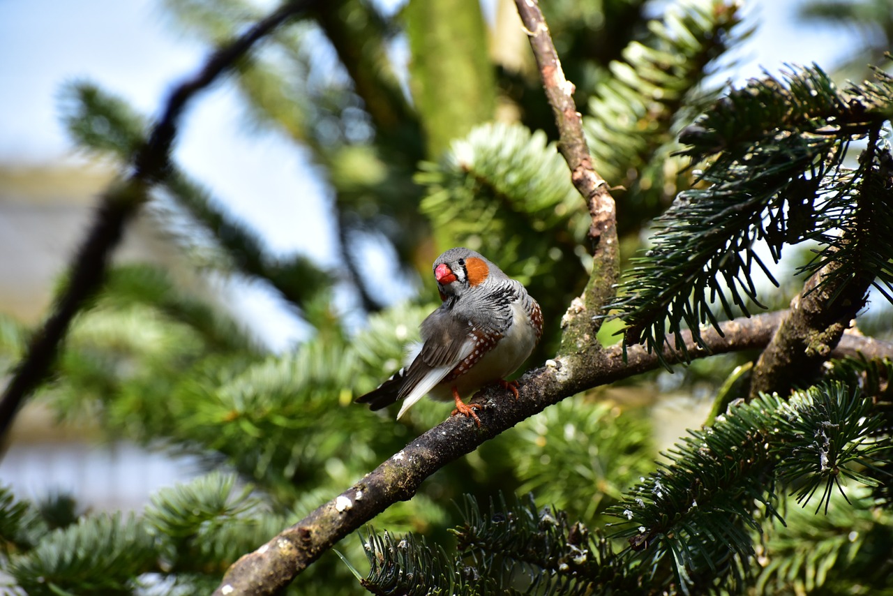 zebra finch little bird feather free photo