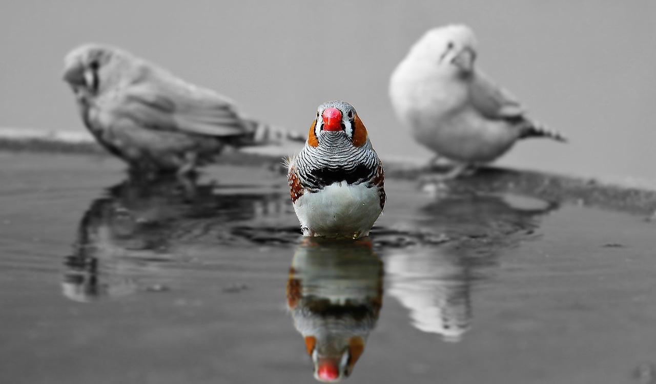 zebra finch birds red beak free photo