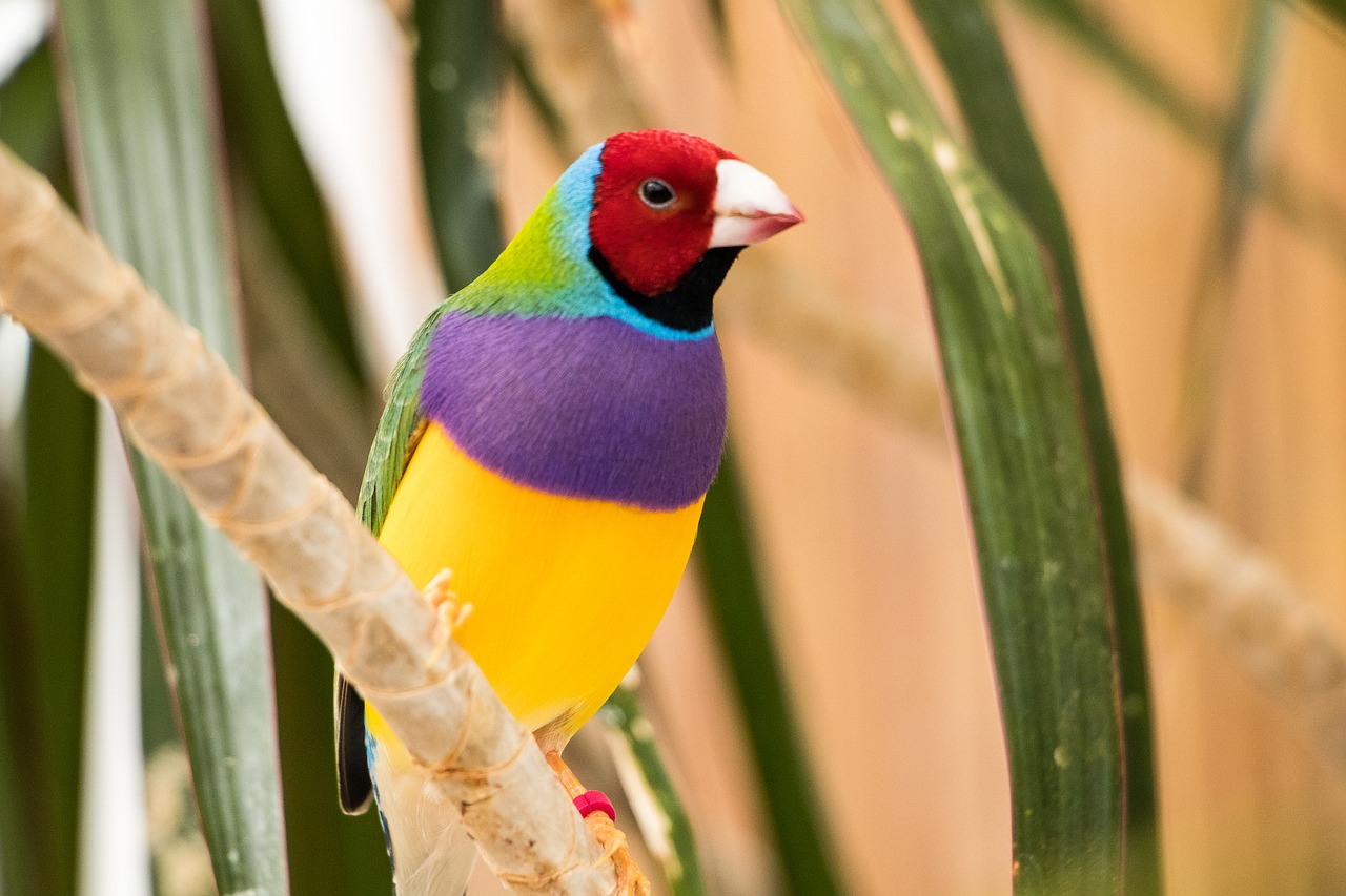 zebra finch bird animal world free photo