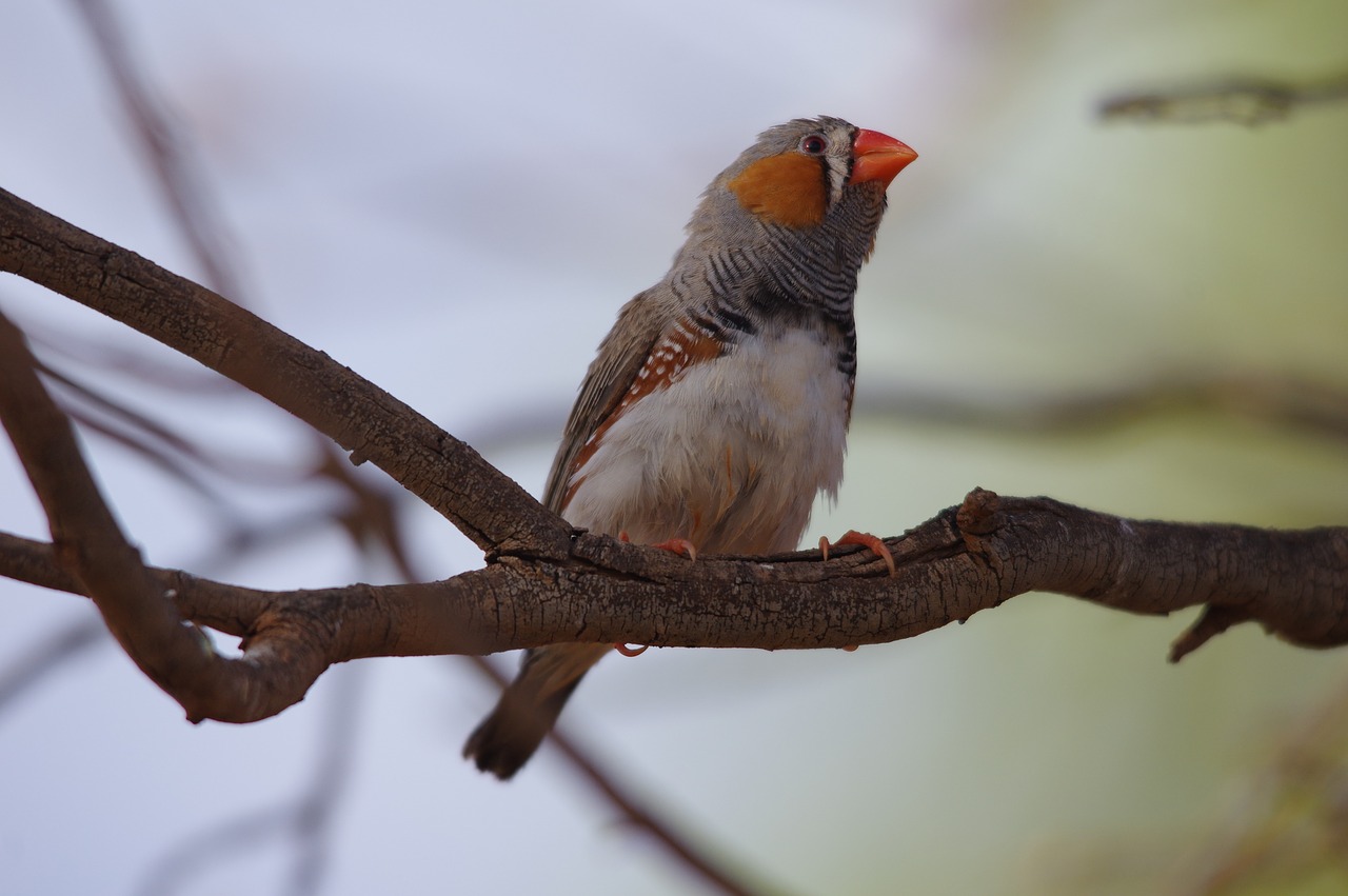 zebra finch bird australia free photo