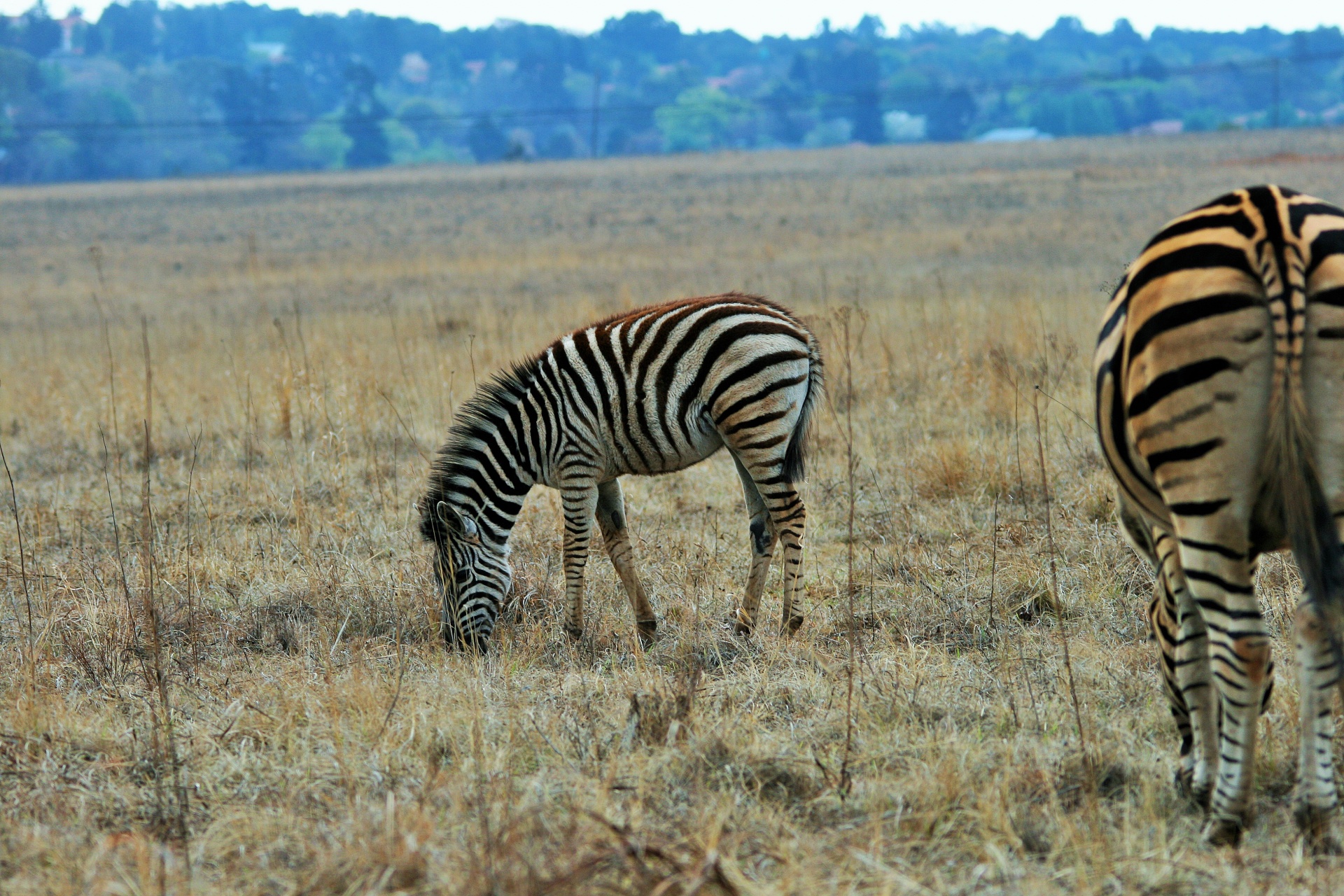 game wild zebra free photo