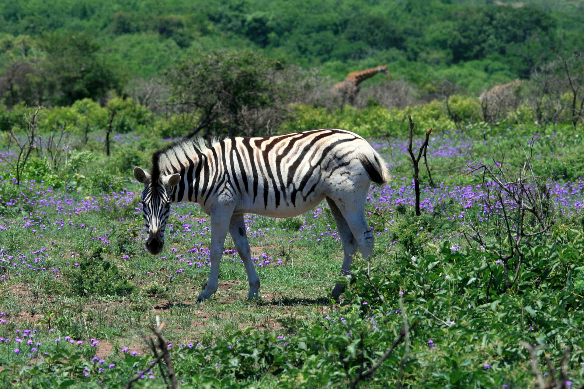 zebra side view mane striped pattern free photo