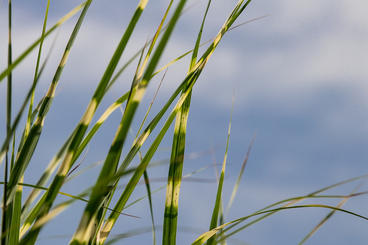 zebra grass  grasses  plant free photo