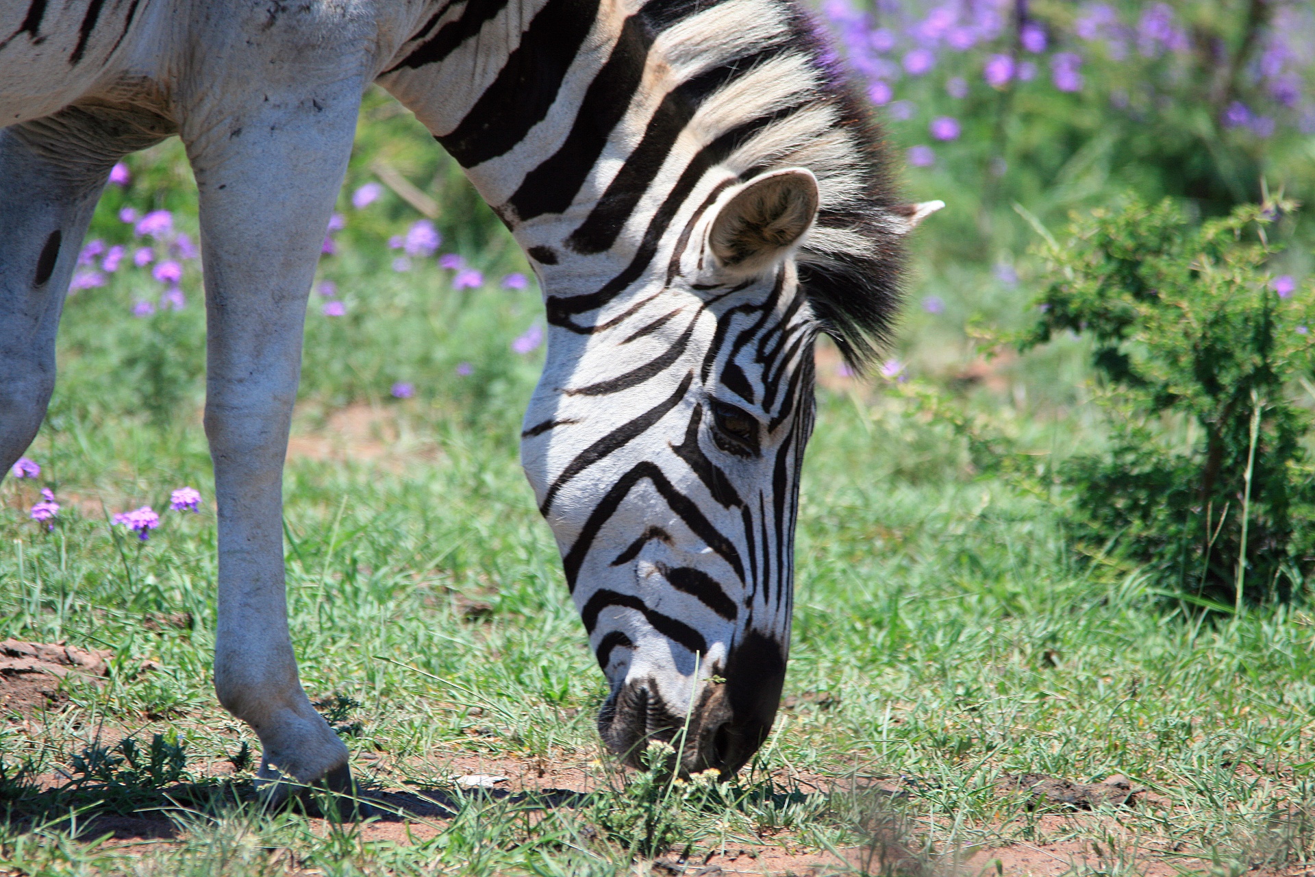 zebra animal head free photo