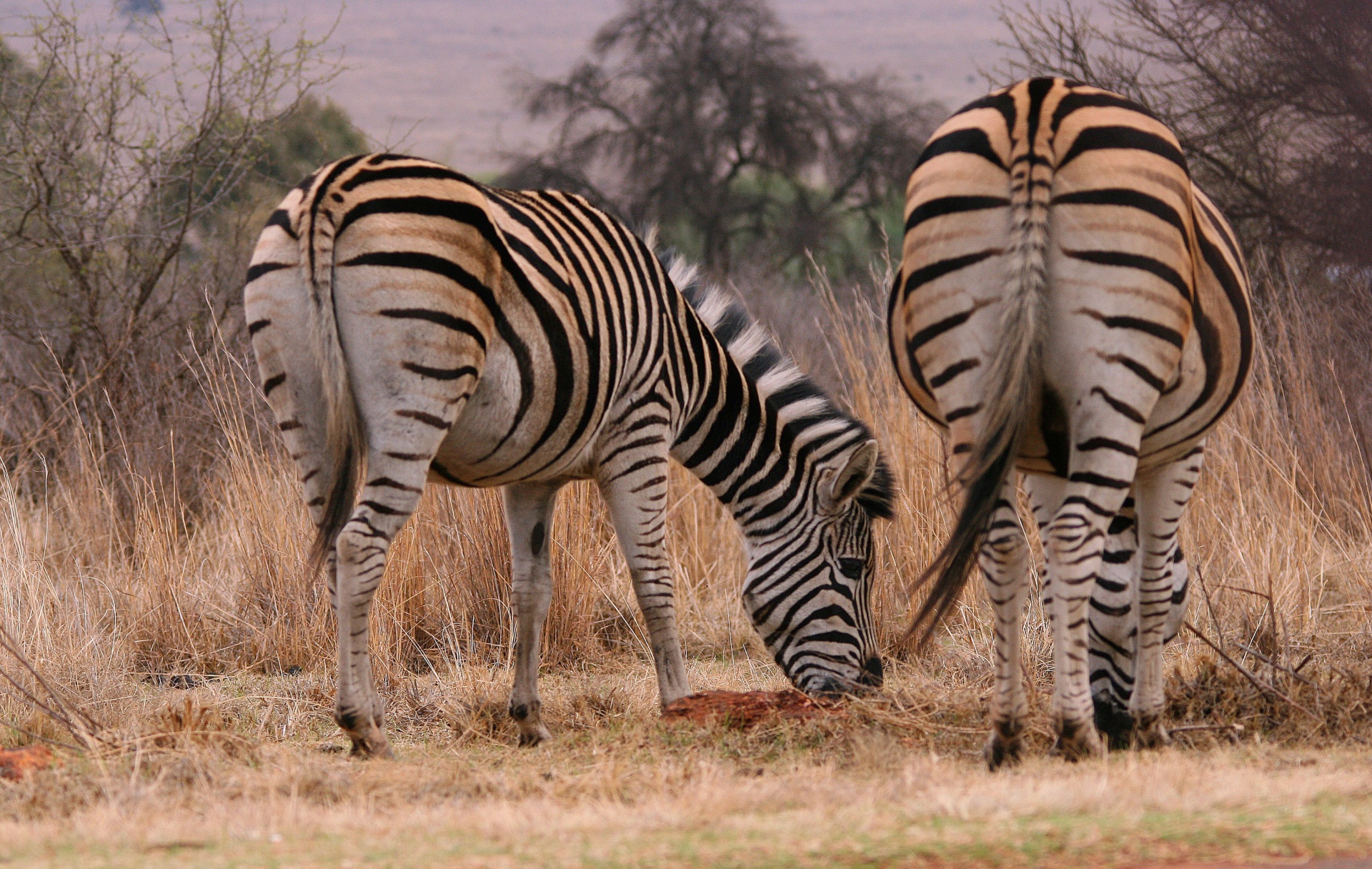 animals wildlife zebra free photo