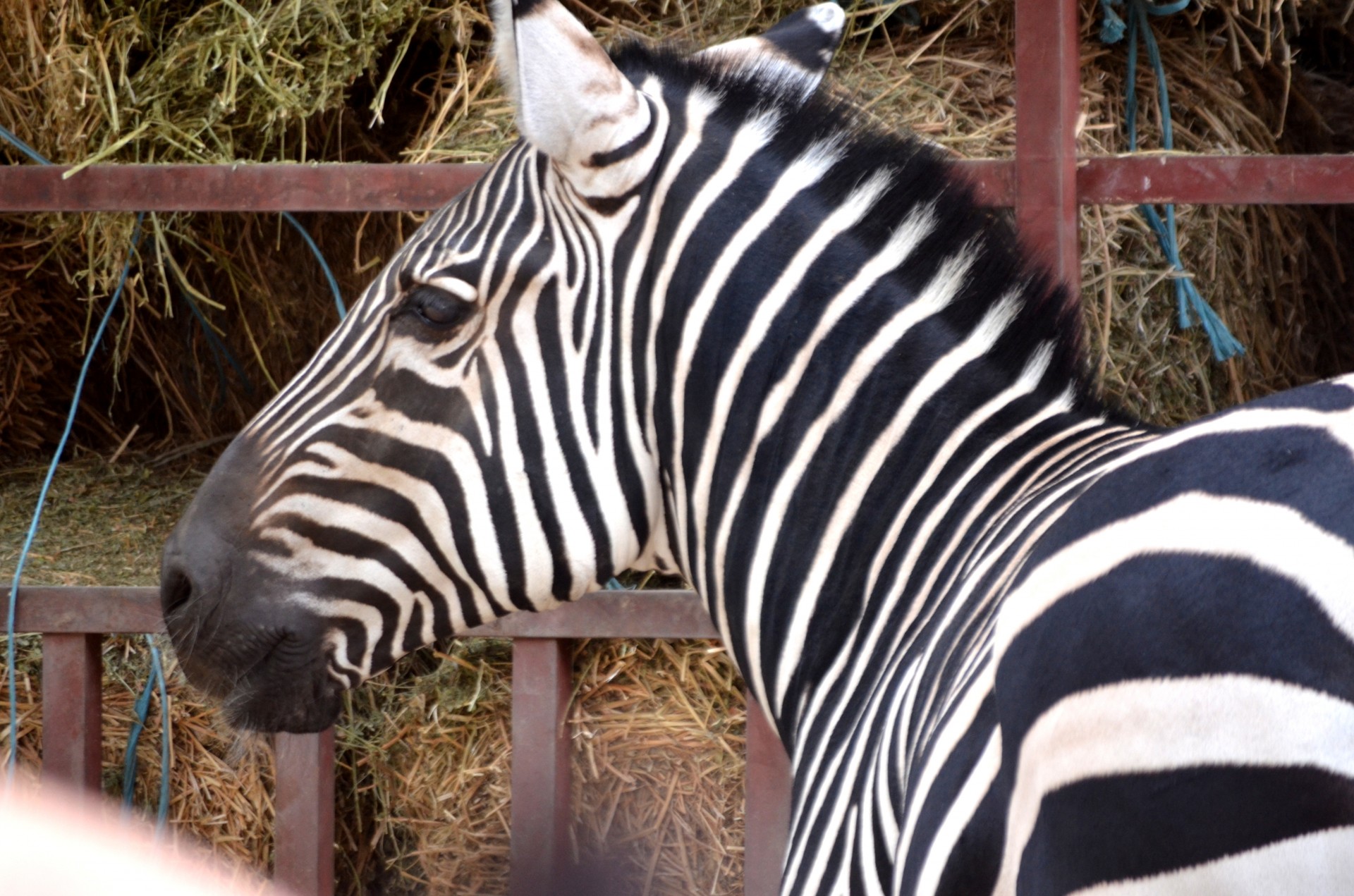 animals zoo zebra free photo