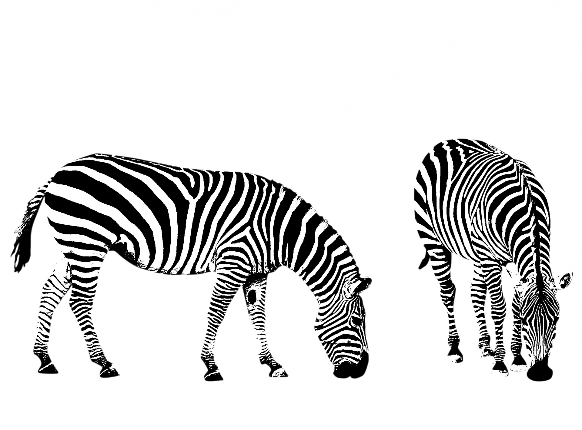 zebra zebras illustration free photo