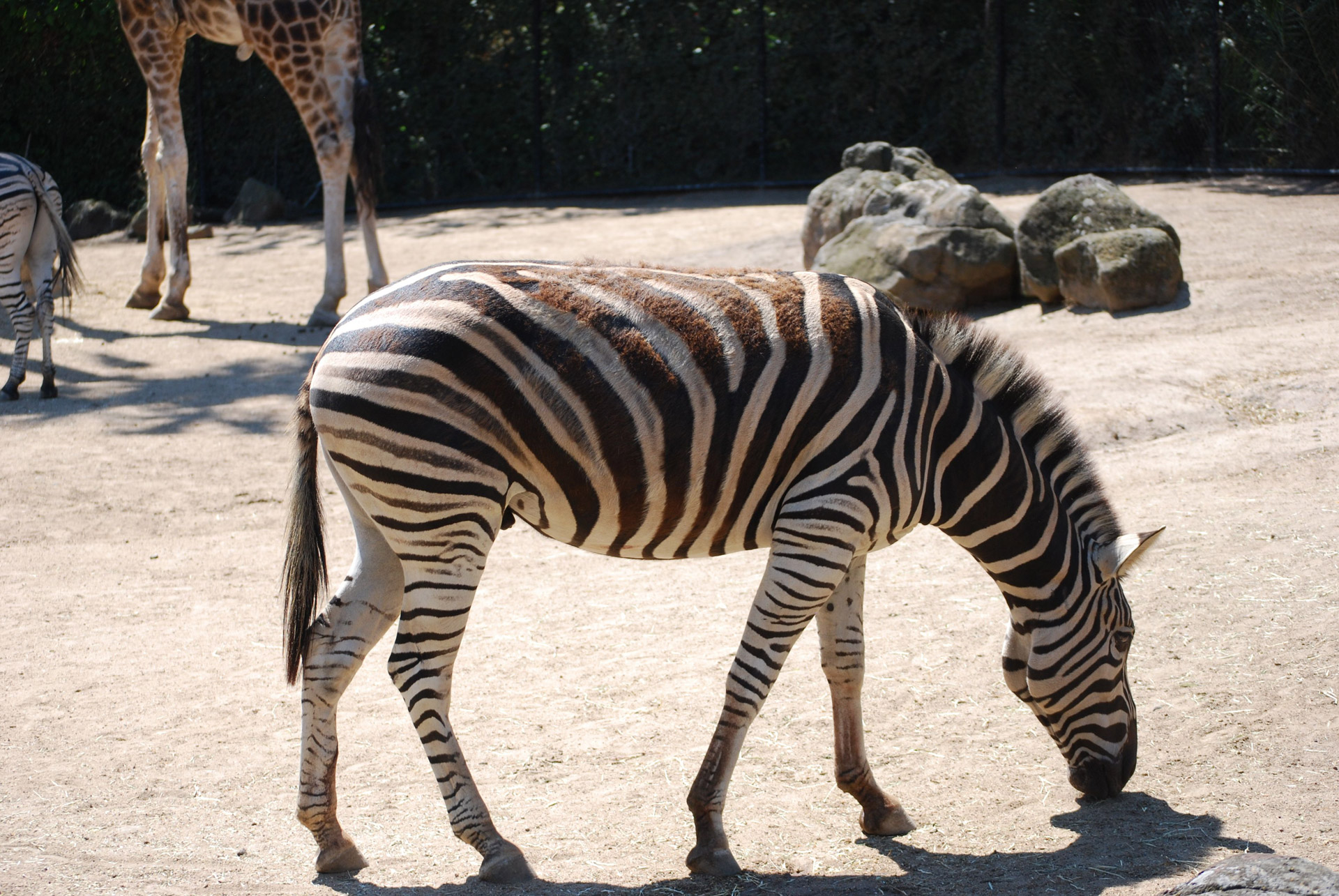 zebra melbourne zoo free photo